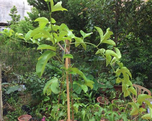 打造健康、美观的百香果植株（打造健康）