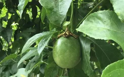打造健康、美观的百香果植株（打造健康）