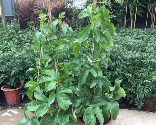 百香果的盆栽种植技巧（打造居家水果园）