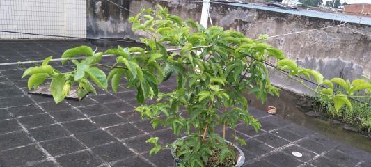 百香果的盆栽种植技巧（打造居家水果园）