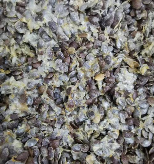 百香果种子究竟可不可以吃（探讨百香果种子的营养成分和食用方法）