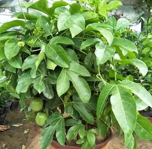 百香果种子的种植与养护（打造私家果园）