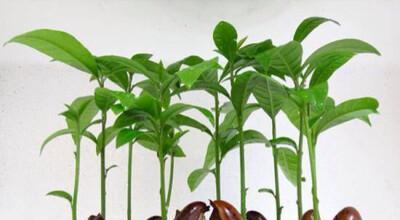 百香果种子的种植与养护（打造私家果园）