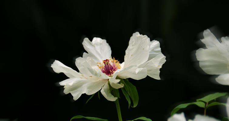 白牡丹的花语（追寻白牡丹的花香）