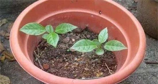 如何种植百香果种子（百香果的种植方法及注意事项）