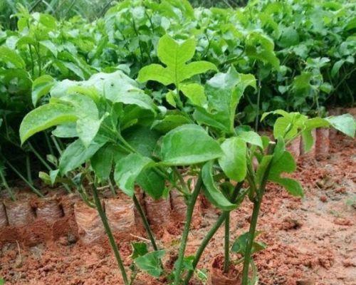 如何种植百香果种子（百香果的种植方法及注意事项）