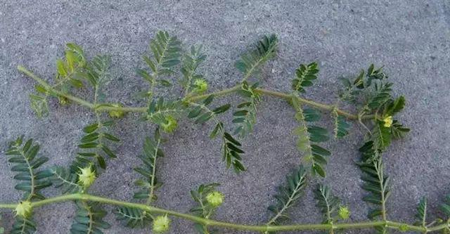 探秘百叶草的形态与特点（一种古老而神秘的植物世界中的瑰宝）