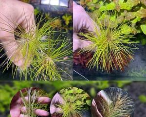 探秘百叶草的形态与特点（一种古老而神秘的植物世界中的瑰宝）