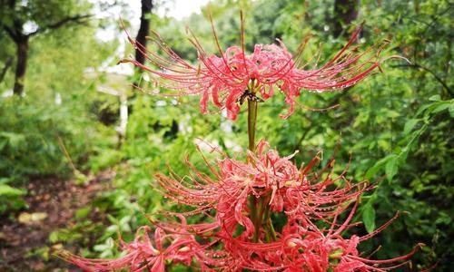 白色彼岸花的花语——纯洁与希望（彼岸花的美丽与象征）
