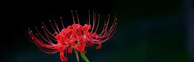 白色彼岸花的花语——纯洁与希望（彼岸花的美丽与象征）