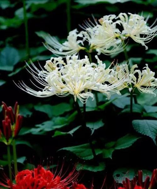 白色彼岸花的花语——纯洁与希望（彼岸花的美丽与象征）