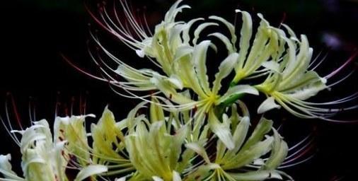 白色彼岸花的花语与寓意（揭示白色彼岸花的秘密）