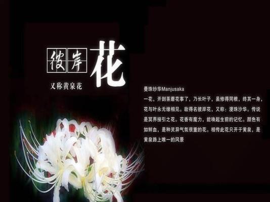白色彼岸花的花语与寓意（揭示白色彼岸花的秘密）