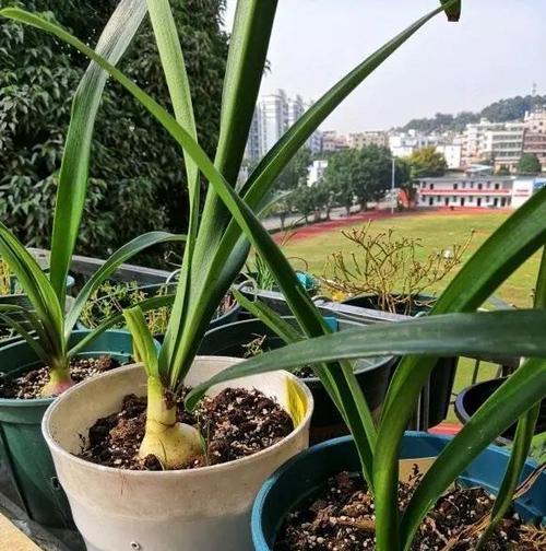 百子莲在冬天需要特别保护（冬季百子莲可能遭受冻害）