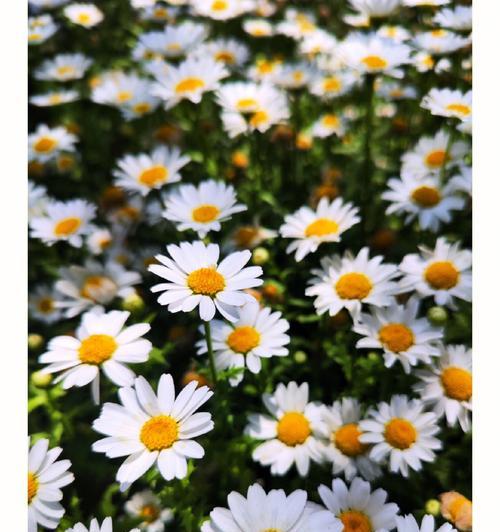 白色雏菊的花语——纯洁与真爱（花开在四季）