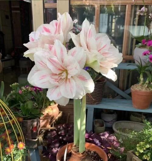 百子莲种植攻略（选择最适合的种植月份）