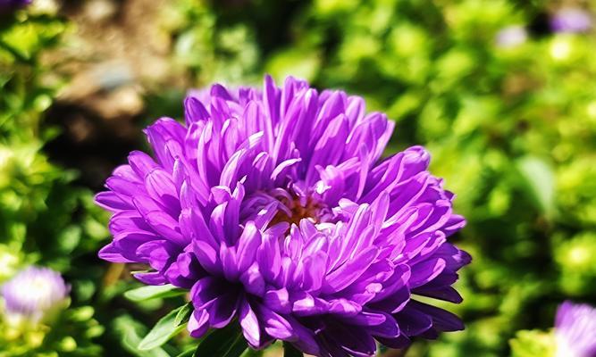 白色翠菊花语（传递纯洁与希望的美丽花卉）