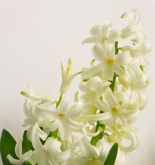 白色风信子花语的美丽寓意（呼唤初春的清新盛开）