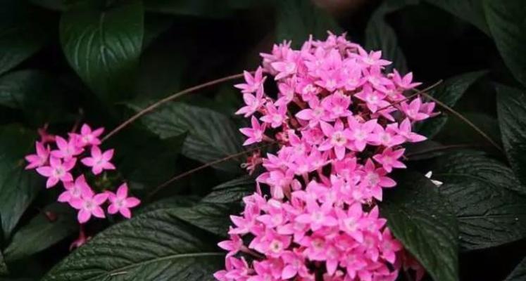 百子莲开花时间及特点详解（如何欣赏百子莲花）