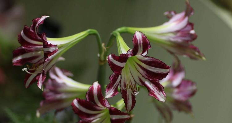 百子莲开花时间及特点详解（如何欣赏百子莲花）