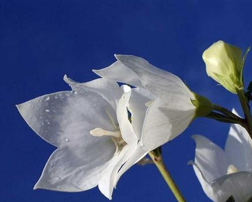 白色桔梗花的花语（桔梗花语揭示的意义与象征）