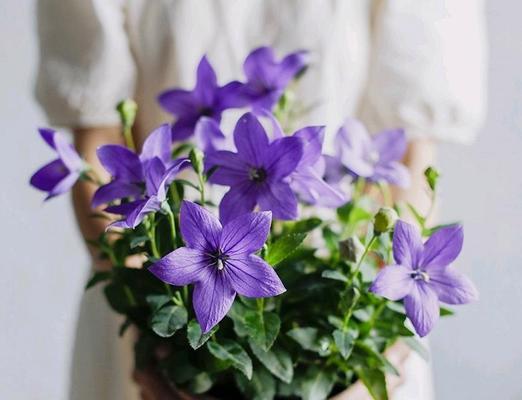 白色桔梗花的寓意与象征——清新、纯洁与希望（探索白色桔梗花所传达的美好寓意和象征意义）