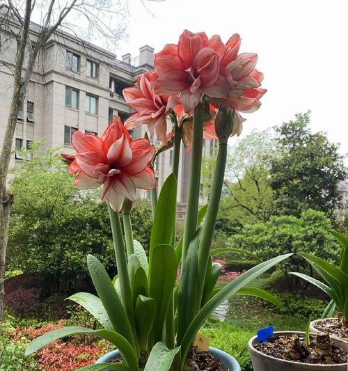 百子莲花开放时间及花期介绍（探秘百子莲的花期）
