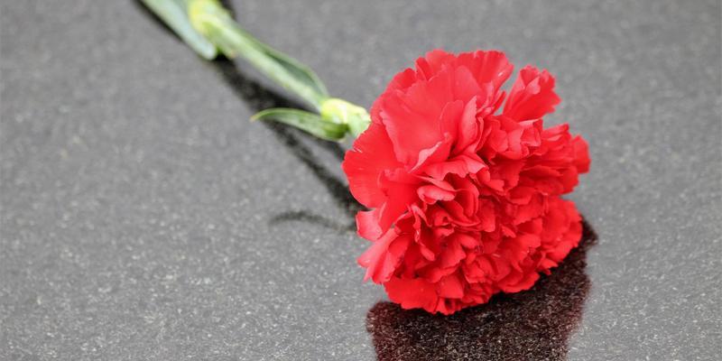 白色康乃馨的花语（传递无尽的爱与希望）