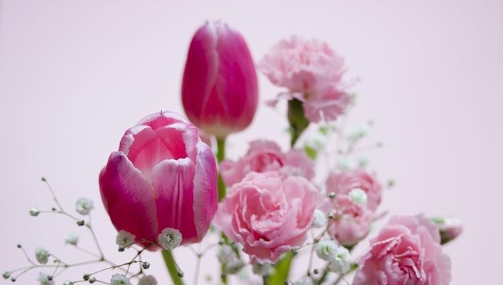 白色康乃馨花语（白色康乃馨的象征意义和传达的情感）