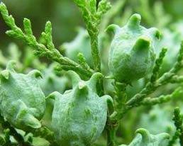 探秘神奇的柏科植物（揭开柏科植物丰富多彩的奥秘）