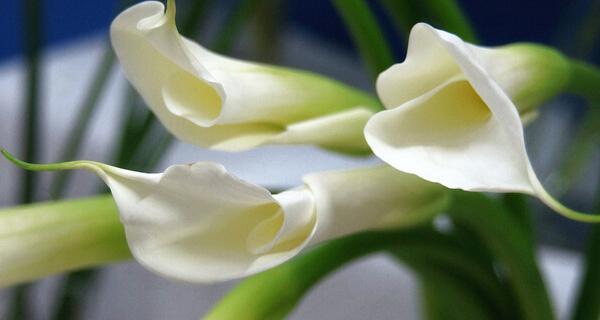白色马蹄莲的花语——纯洁与宁静（花开时的宛若仙境）