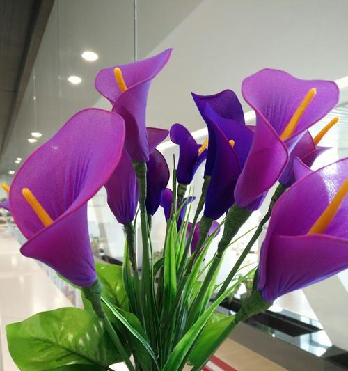 白色马蹄莲的花语——纯洁与宁静（花开时的宛若仙境）
