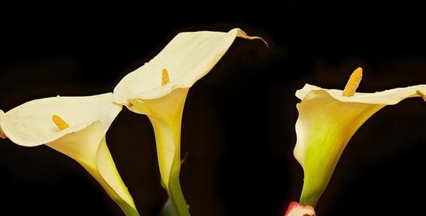 马蹄莲花（探索马蹄莲花的花语与奇妙之处）