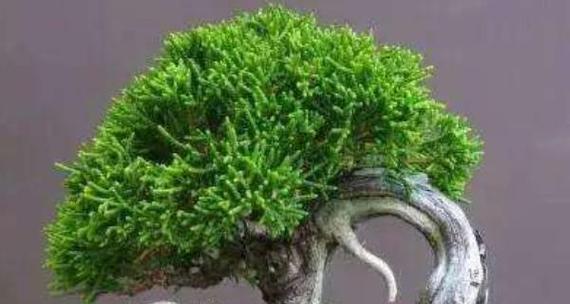 探秘柏树根的形态特征（揭开柏树根的神秘面纱）