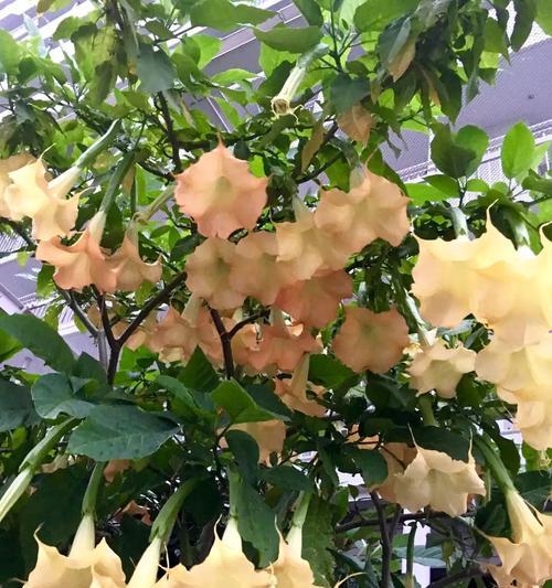白色曼陀罗花语（解读白色曼陀罗花的花语之美）