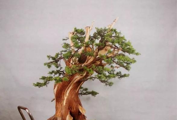 如何正确浇水养护柏树（掌握浇水时间和技巧）