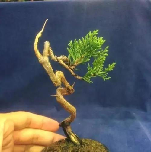 如何正确浇水养护柏树（掌握浇水时间和技巧）