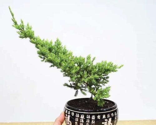 阳台种植柏树的优势与注意事项（阳台中如何种植柏树）