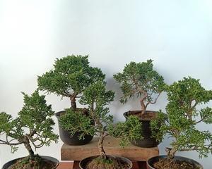 阳台种植柏树的优势与注意事项（阳台中如何种植柏树）