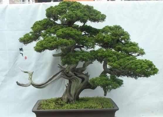 阳台种植柏树的优势与注意事项（阳台中如何种植柏树）
