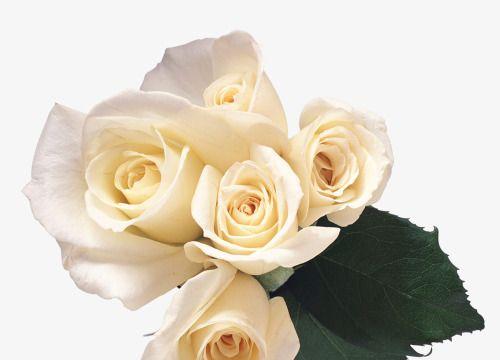 白色玫瑰花的意义与象征——纯洁与无暇的象征（探寻白色玫瑰花所蕴含的深意）