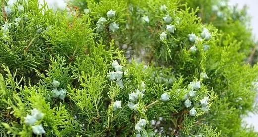 探秘柏树开花奇观（颜色）