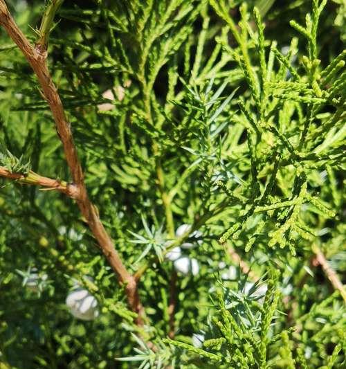探秘柏树开花奇观（颜色）
