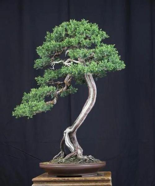 怎样正确浇水给柏树（浇水时间和方法解析）