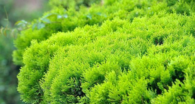 院子里种松柏树，美化环境（让生活更有质感）