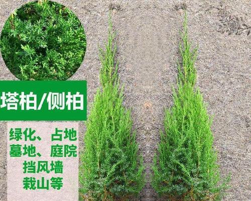 探秘柏树的寿命（从生长环境到树龄）