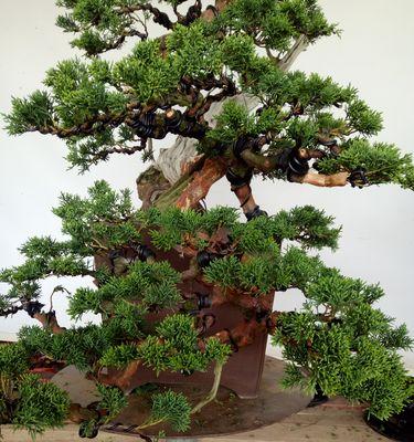 打造盆景艺术品——关于柏树盆景的上盆时间与养护方法（专家教你如何栽培精美柏树盆景）