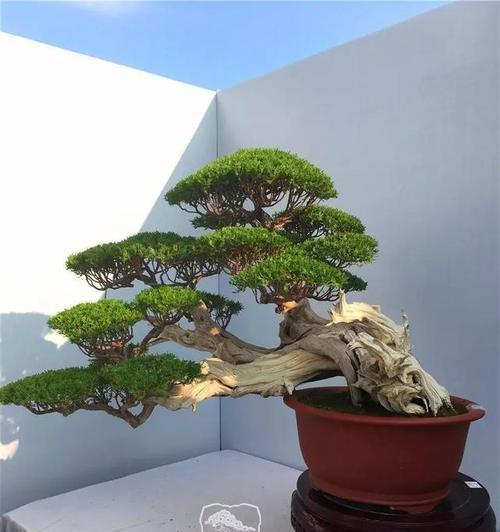 什么时候剪枝最合适（掌握剪枝技巧）