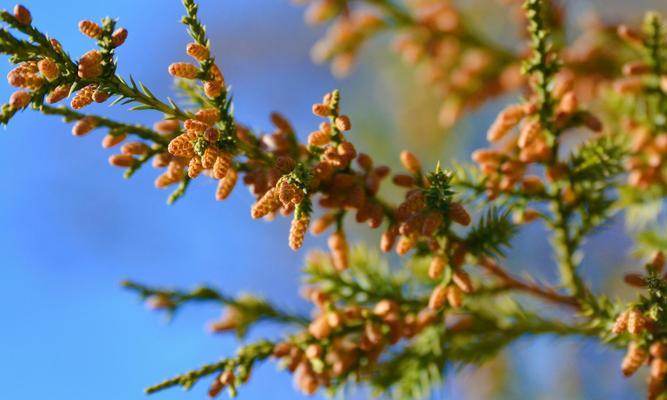 什么季节柏树会开花（探究柏树开花的时间和特点）