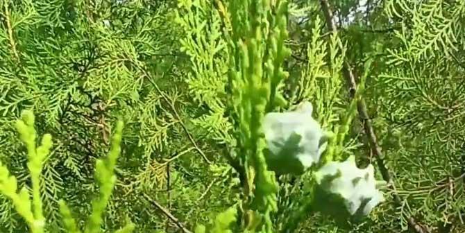 什么季节柏树会开花（探究柏树开花的时间和特点）